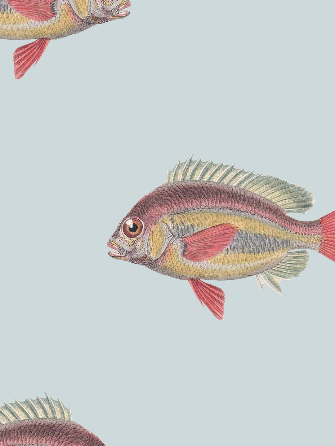Fish wallpaper design for walls with red, yellow, and green colors on a light blue background