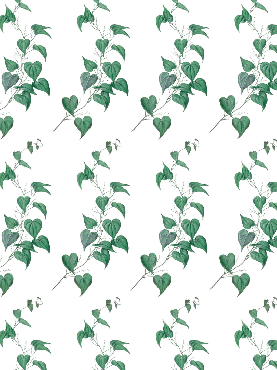A botantical wallpaper design of green vine leaves on a white background