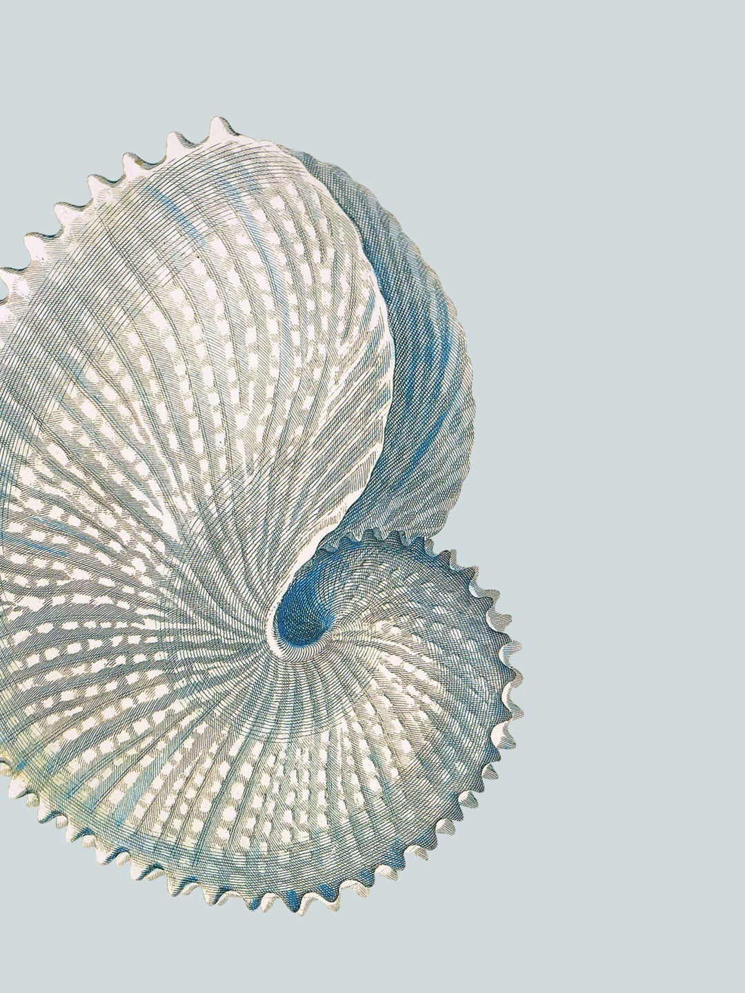 Close-up of a shell wallpaper design on a light blue background