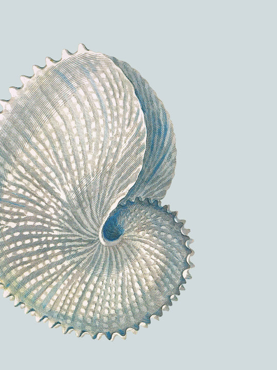Close-up of a shell wallpaper design on a light blue background