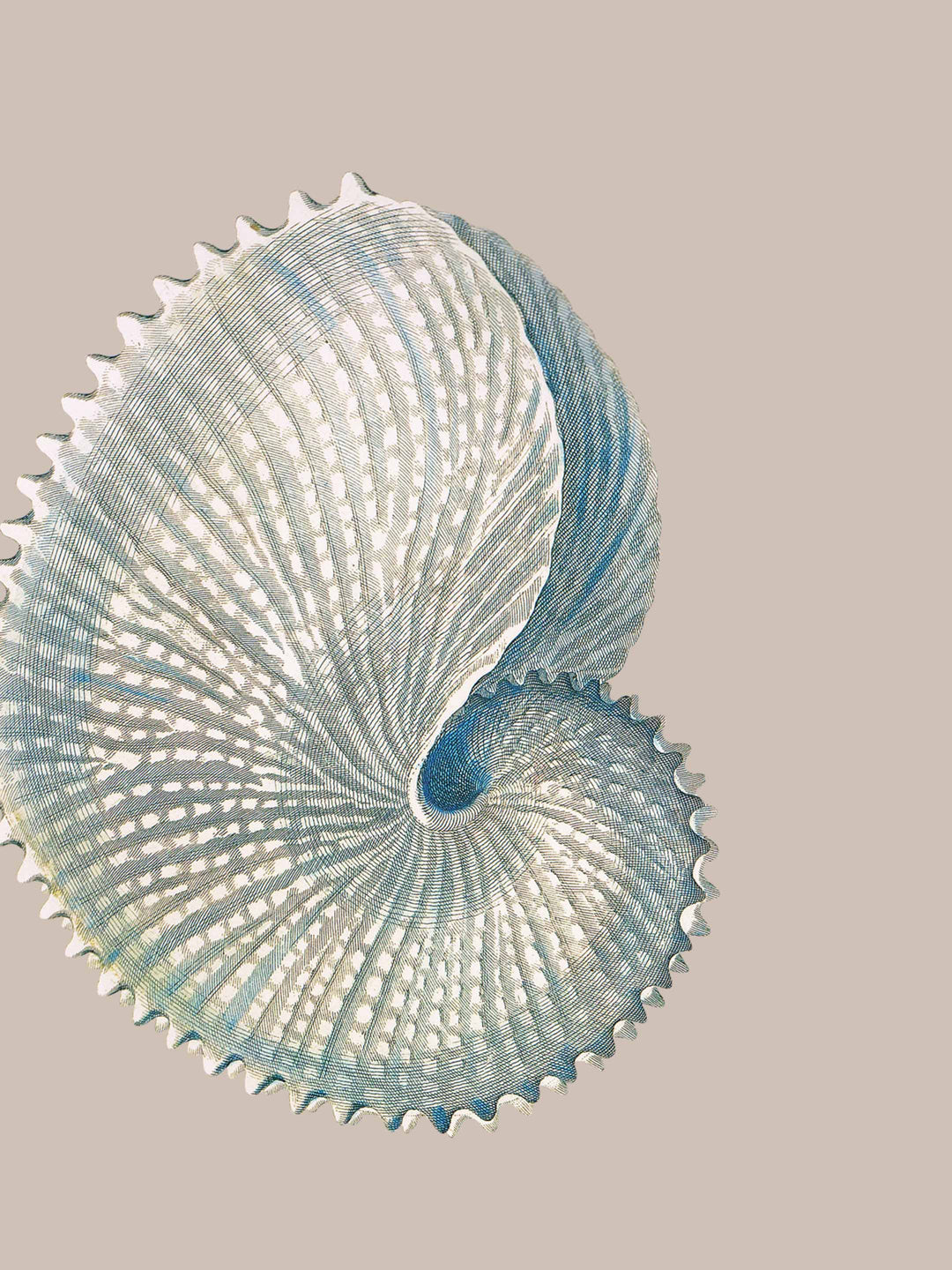 Close-up of a shell wallpaper design on a taupe background