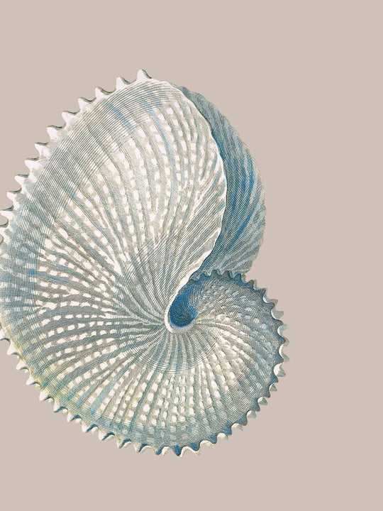 Close-up of a shell wallpaper design on a taupe background