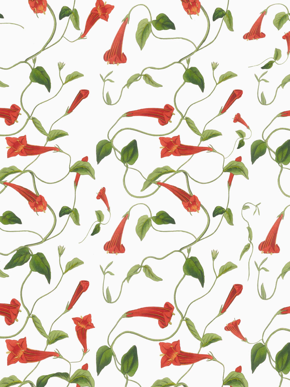 A trailing floral wallpaper featuring red firecraker flowers and green leaves on a white background