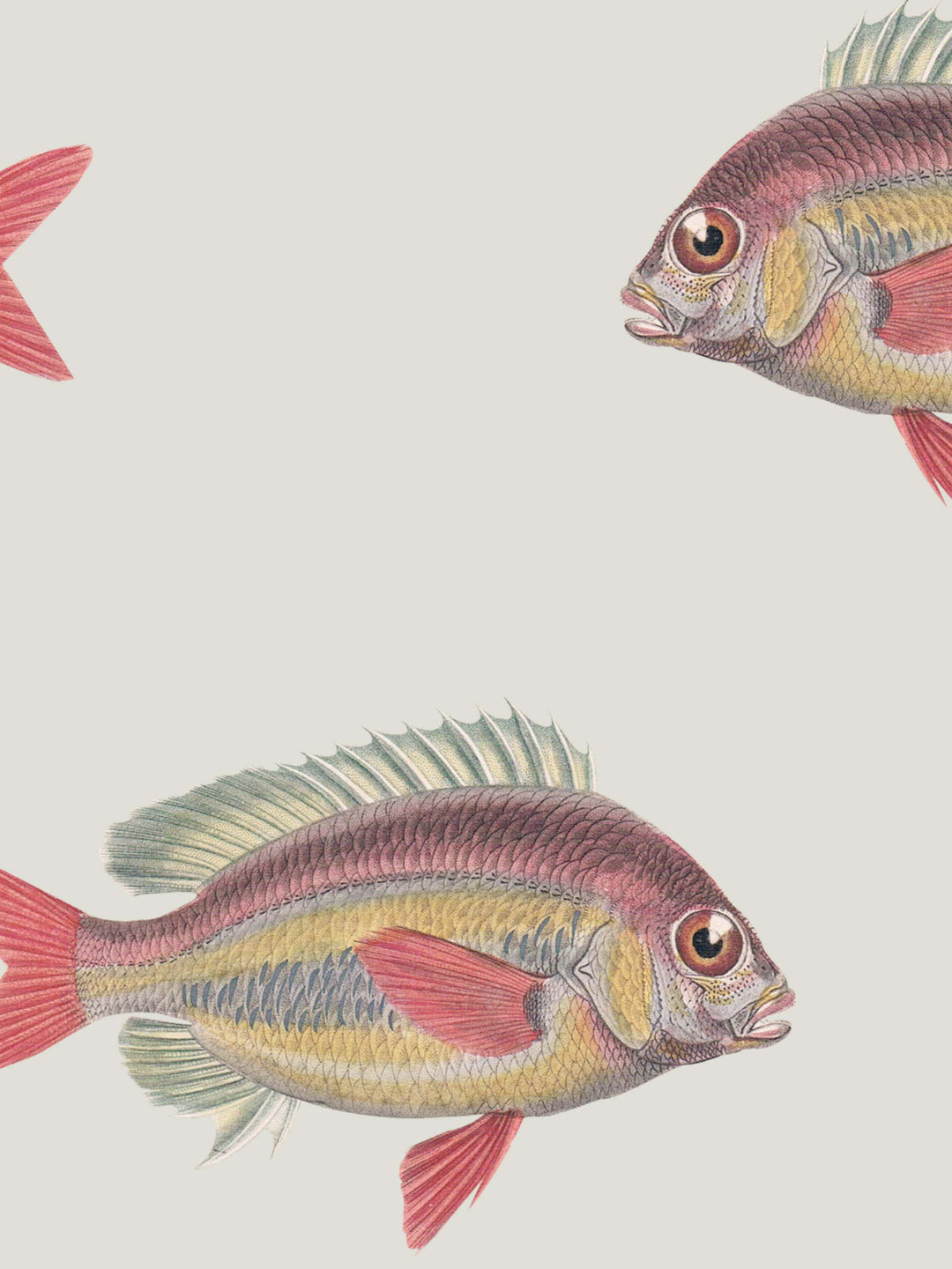 Close up of a detailed fish wallpaper design for home decor