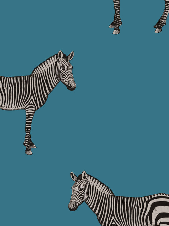 Zebra home wallpaper close up on a teal blue background