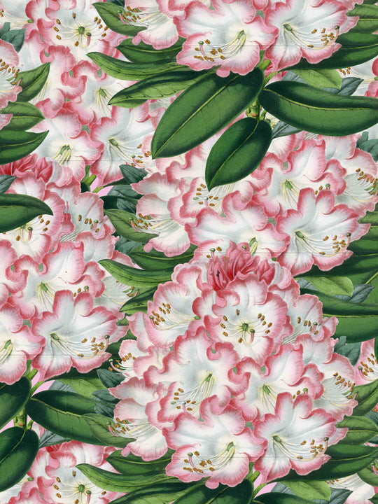 Bold florall wallpaper design of pink and white flowers with green leaves