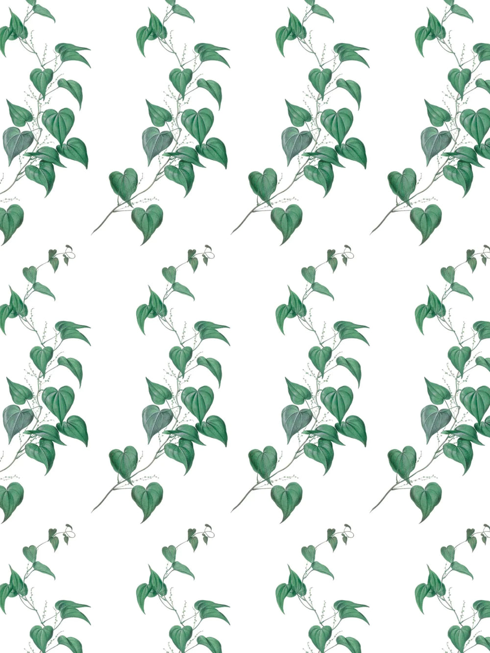 A botantical wallpaper design of green vine leaves on a white background