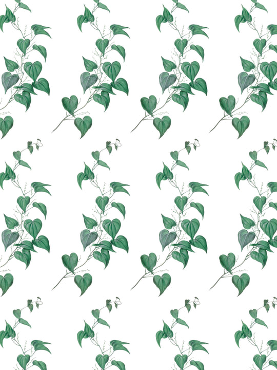 A botantical wallpaper design of green vine leaves on a white background