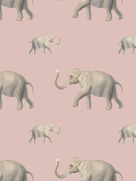Eli (Our beloved elephant) Wallpaper - Dusty Pink
