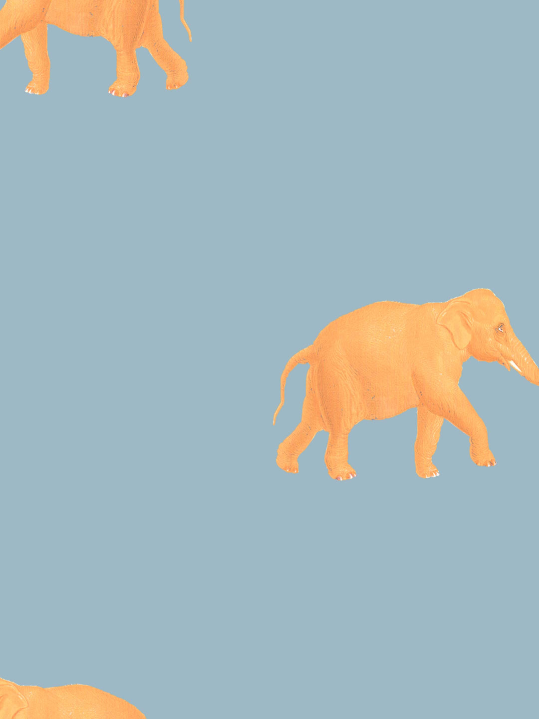 Eli (Our beloved Elephant) Wallpaper - Orange on Blue