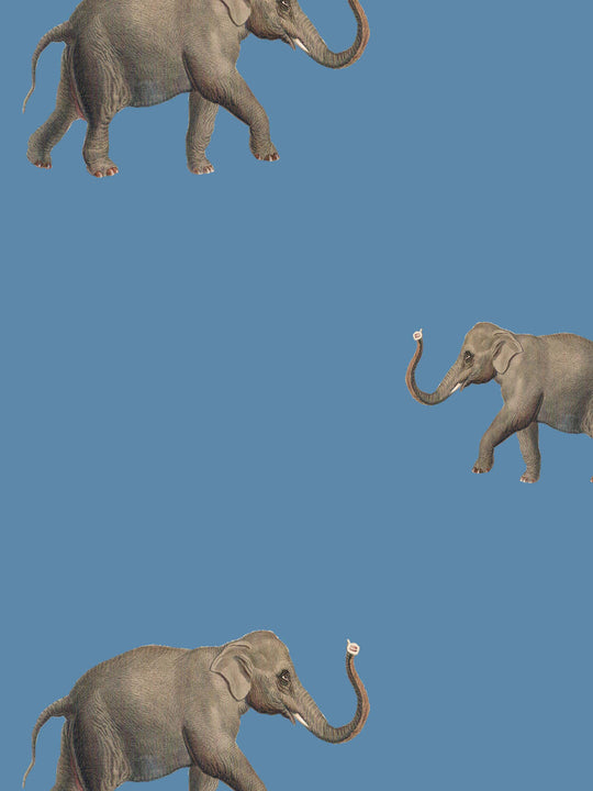 Eli (Our beloved Elephant) Wallpaper - on Darker Blue
